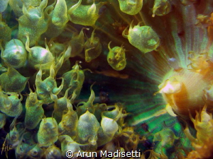 Warty Corallimorph close up. SeaLife DC1400, Dragon video... by Arun Madisetti 